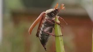 Maybug rescued from water butt.