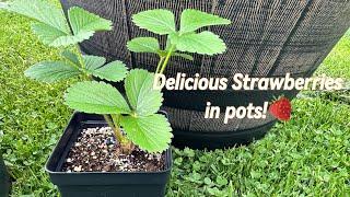 Growing Strawberries in Containers