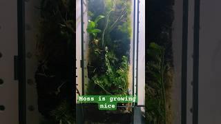 bioactive terrarium moss wall