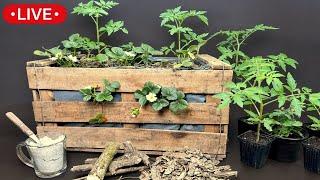 Growing Tomatoes and Strawberries in a Vegetable Box