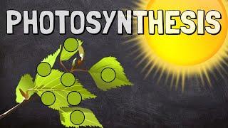 What is Photosynthesis?