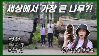 미국 여행 브이로그️ 캘리포니아 세쿼이아 국립공원(Sequoia National Park) 캠핑장 힐링 태교여행 / 제너럴셔먼트리, 모로락, 터널로그 / 베스트 웨스턴 호텔 리뷰