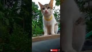 CAT#CATTY FUNNY VINES#MASHUPZONE#M4TECH#SZVLOGS