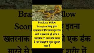 #scorpion। brazilian yellow scorpion।#tecnicosubhash।#shorts।#ytshorts।#short।#trending।#viral