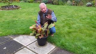 How should I overwinter a potted Canna lily? | www.garden.help