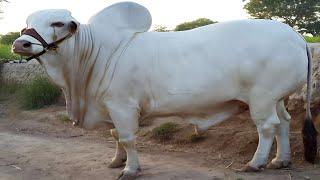 World's Fastest Racing Bull | Ongole Cow Breed | Complete Documentary By AJ Cattle info