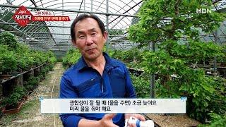 하루에 한 번! 분재 물 주기