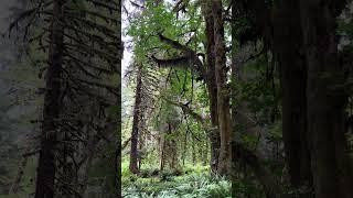 Magical Hoh Rainforest, Olympic National Park   #washingtonstate #hiking #nature #shorts #travel