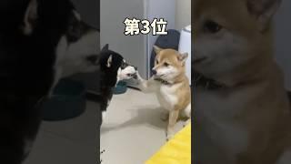 柴犬さんの動画見て笑ったら寝ろwwwwww