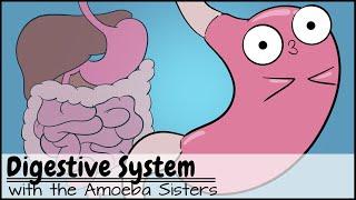 Digestive System