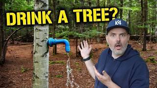 Save Water form Birch #survival