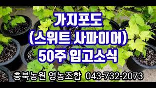 가지포도묘목, 스위트사파이어묘목 입고 소식!!