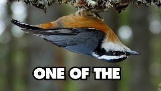 The Incredible Things Red-breasted Nuthatches Can Do