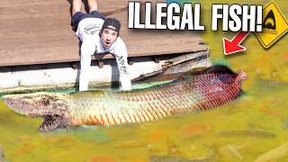 We Found ILLEGAL FISH For My Backyard Pond...