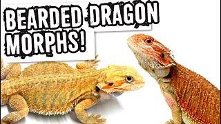 BEARDED DRAGON MORPHS!