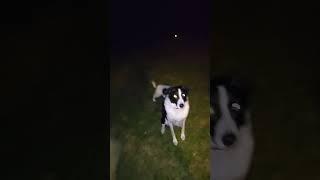 Darwin playing laser with foster pup
