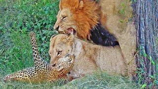 Lioness Catches Leopard While Male Tries His Luck With Her