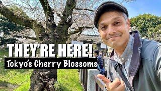 Tokyo’s Popular Cherry Blossom Spots Explained