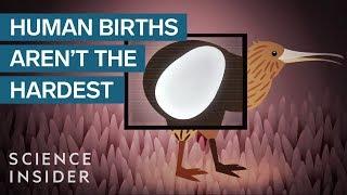 The Most Extreme Births In The Animal Kingdom