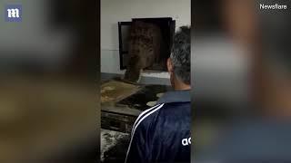 Hungry elephant pokes head through window to raid a kitchen