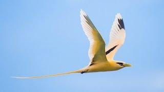 Chris Bray Photography's Christmas Island Photo Safari