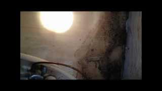 Home Inspectors in Maryland Explains Mold 301-769-5880