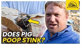 How Bad Do Pigs Really Smell? I Asked My Neighbors For A Sniff Test