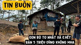 TIN BUỒN CON BÒ TO NHẤT TRÊN SƠN TRẠI ANH ĐIẾC CÔNG TỬ ĐÃ C.HẾT BÁN KHÔNG AI MUA . PHENG PHENG VLOG