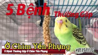 5 Bệnh Thường Gặp Ở Chim Yến Phụng Và Giải Pháp Điều Trị