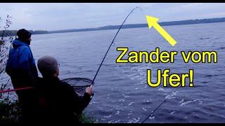 Angeln im Herbst vom Ufer auf Zander mit Köderfisch! Fangen, auseinander nehmen und Essen!