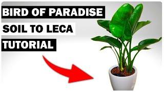 Bird of Paradise: Soil to Leca Switch ULTIMATE Guide