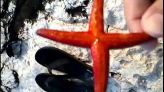 amazing , miracle , a red sea star with four legs  !!!!