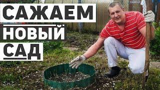 Сажаем новый плодовый сад на даче, 15 деревьев и кустарников. Первая посылка.