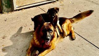 German Shepherd litter, getting ready to go home