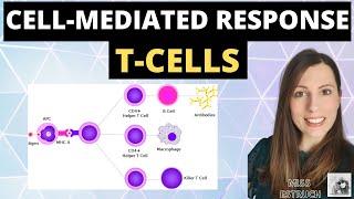 CELL-MEDIATED response - A-level biology immunity cellular response of T cells (T Lymphocytes)