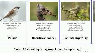 Vogel, Ordnung Sperlingsvögel, Familie Sperlinge bird Dschungelsperling Passeriformes Whole None