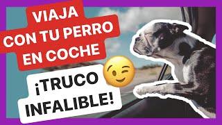 Los MEJORES TIPS para VIAJAR CON TU PERRO EN COCHE   ️ 100% FUNCIONAL 