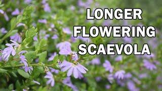 PURPLE FUSION™ Scaevola is a landscape Scaevola groundcover | Ozbreed Native Shrubs & Groundcovers