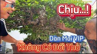 Đi khắp Việt Nam chưa thấy Bộ Sưu Tập Mai Chiếu Thuỷ nào TO ĐẸP như vậy xem nổi da VOI