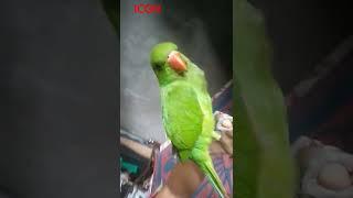 VP...BLOGER