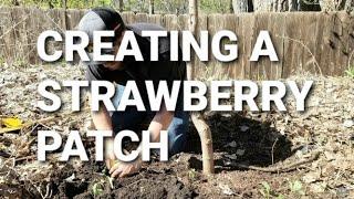 What To Do With Stawberry Runners - Starting A Strawberry Patch