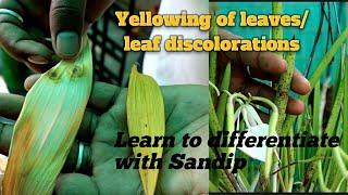 Yellowing of Orchid leaves/Leaf discolorations /learn to differentiate with Sandip @SandipOrchid