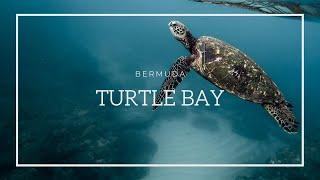 Bermuda - Turtle Bay Snorkeling WITH TURTLES!! ¦ Cansu Ongel ¦ Bermuda 2021