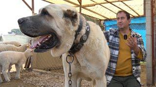 THE WORLD'S BIGGEST DOGS ! HIDDEN GIANT ANATOLIAN Shepherd Dogs - THIS DOG IS A LEGEND