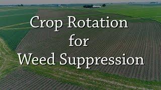 Crop Rotation for Weed Suppression - Organic Weed Control