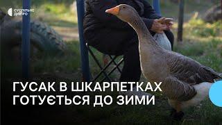 «Гусак в шкарпетках – зірка Дніпра» як живе птах Гоша після зростання популярності