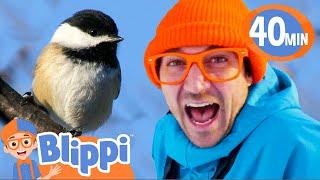 Blippi Learns About Birds and Draws a Bird! | BEST OF BLIPPI DRAWS! | Educational Videos for Kids