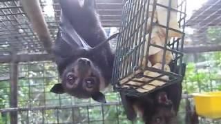 Banana Munching Spectacled Flying-foxes