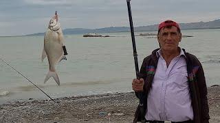 23 iyul 2022 il şirvan kanal balıq ovu; July Shirvan canal fishing;Июль Рыбалка на Ширванском канале