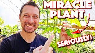 Do Everything You Can To Grow This! Moringa Plant Benefits